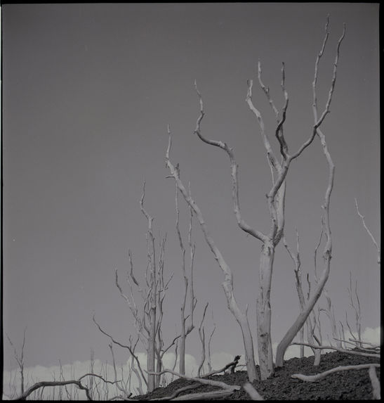 Bande film de quatre vues concernant des paysages de volcans et d'arbres morts