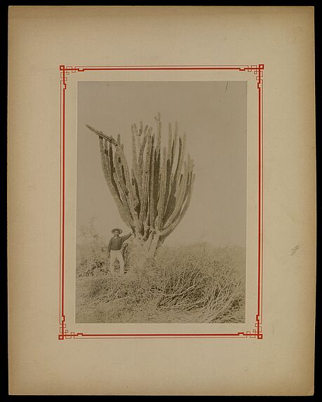 Yaqui auprès d'un cereus avec le fruit duquel ils confectionnent des brosses pour la chevelure.