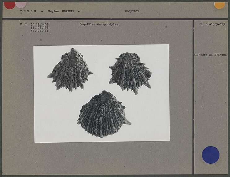 Coquilles de spondyles