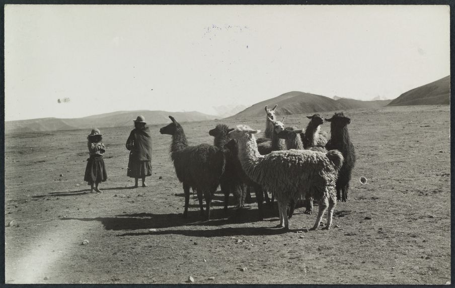 Sans titre [troupeau de lamas]