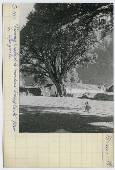 Pisonay, arbre de la montana transplanté par les Espagnols