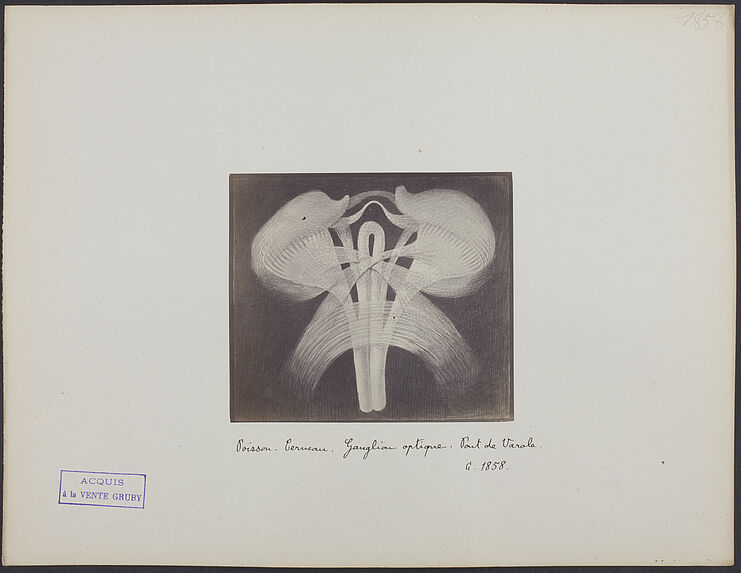 Poisson. Cerveau. Ganglion optique. Pont de Varole