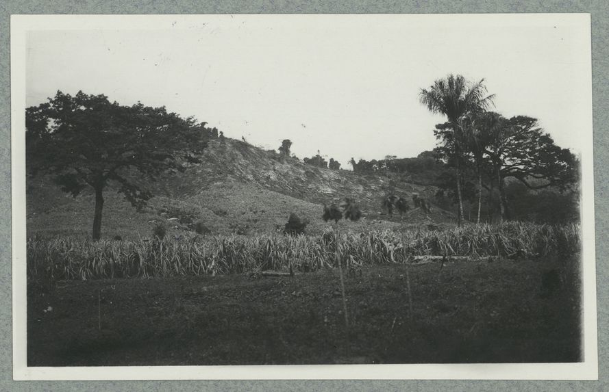Ile de Cayenne ; Mont Joly ; Propriété Prévot ; Canne à sucre
