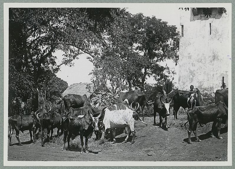 Zèbres de la région de Nossi Bé