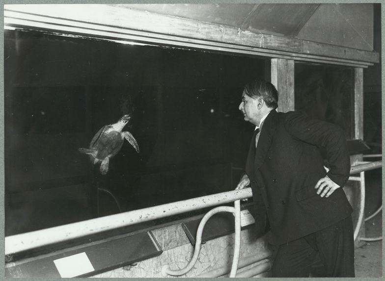 Ary Leblond observant une tortue marine dans l'aquarium du musée