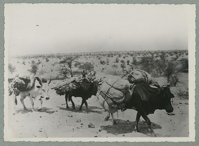 Bœufs porteurs en Mauritanie
