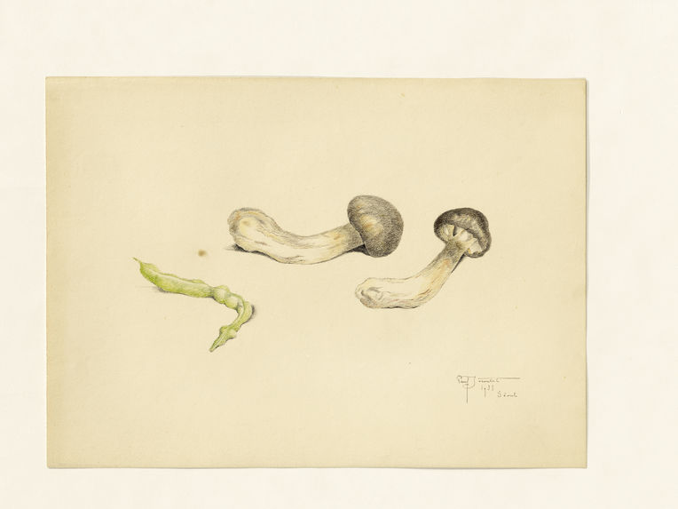 Les champignons et pois