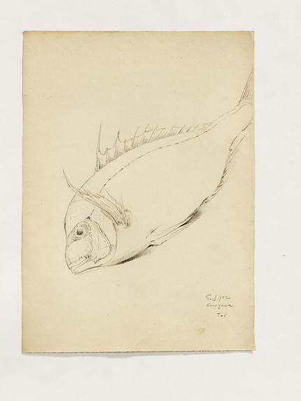 Poisson : daurade