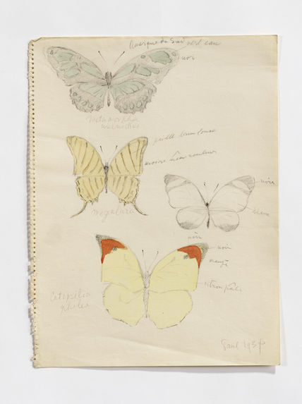 Metamorpha [Philaethria] wernickei, Megalura, Catopsilia philea (papillons)