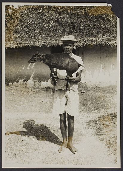 Une gazelle (Mission IFAN Dekeyser-Holas au Libéria en 1948)