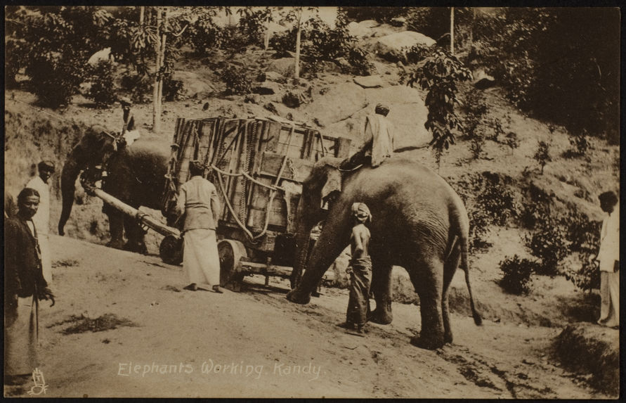 Elephants working
