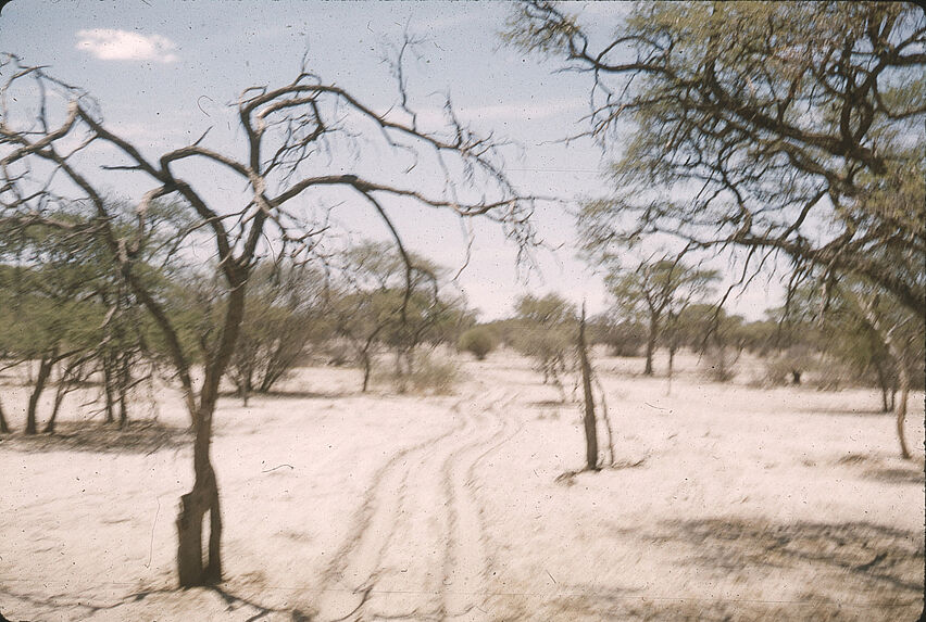 Sans titre [piste dans un paysage avec arbustes]