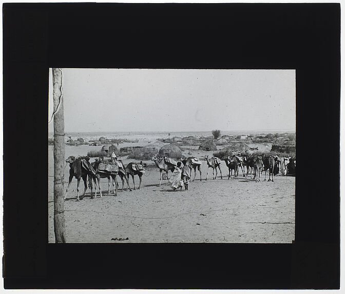 L'azalaï, convoi de chameaux apportant le sel