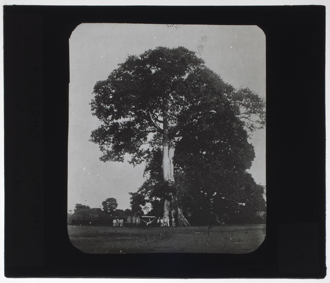 L'arbre du général Dodds