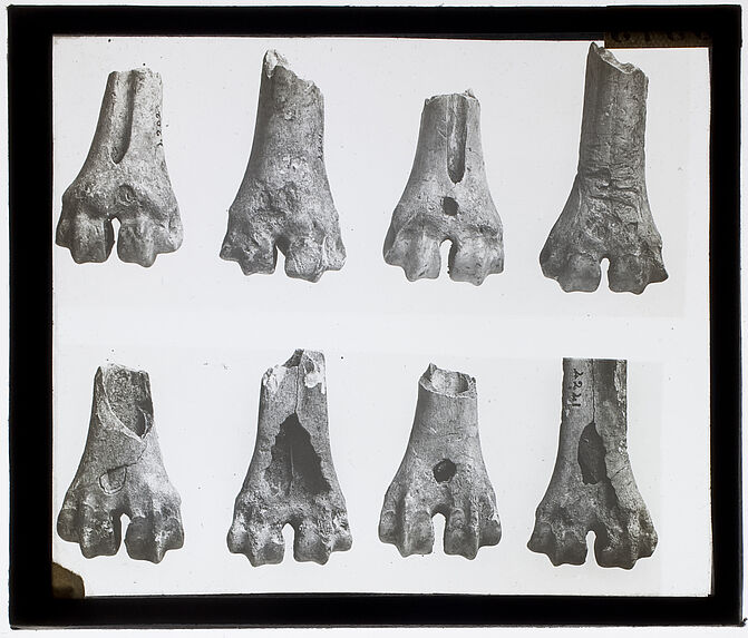 Morsures sur métacarpiens et métatarsiens de rennes