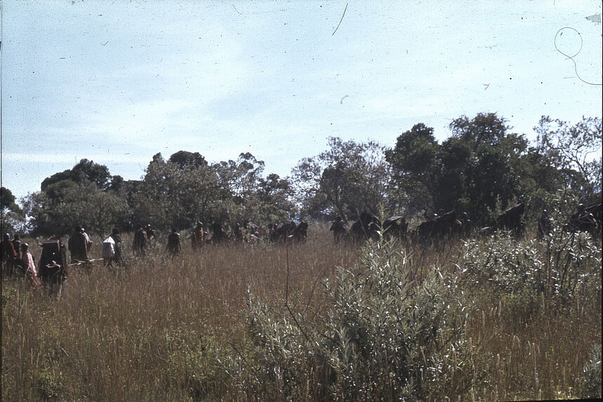 Sans titre [groupe de Maasaï dans les hautes herbes]