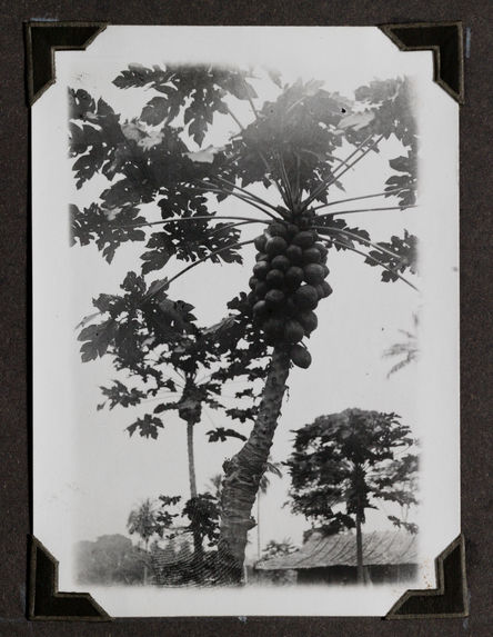 Sans titre [album de photographies sur le Congo français de 1910 à 1933]