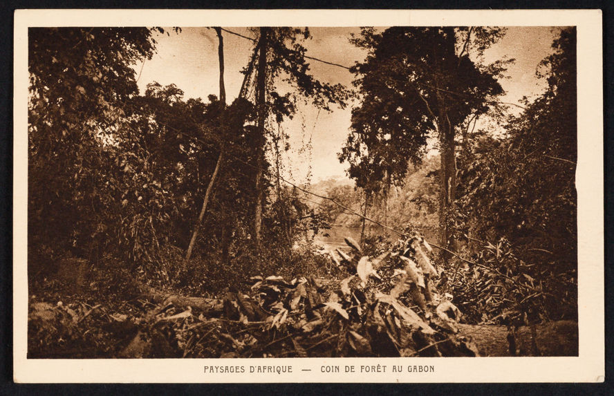 Paysage d'Afrique - coin de forêt du Gabon