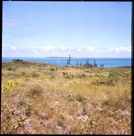 Sans titre [paysage de littoral et de pins]