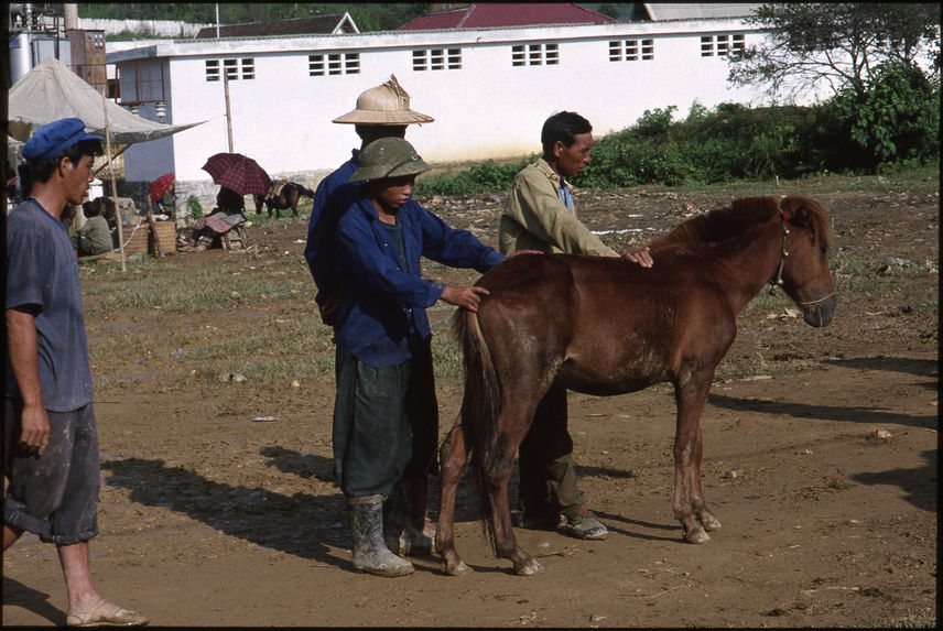 Inspection d'un poulain au marché aux chevaux