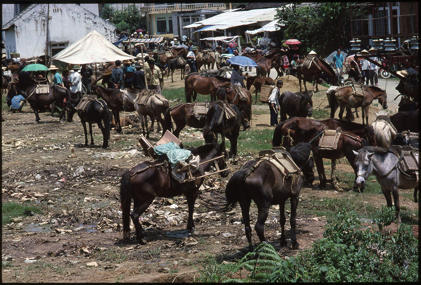 Parking des chevaux de bât au marché de Bac Ha