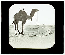 Touggourth. Arabe priant au désert