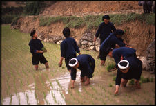 Femmes repiquant le riz