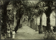 Habitation et allée de palmiers à Edéa