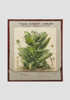 Tabac cabot d'Oran: nicotiana tabacum Linné