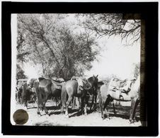 Chevaux avec selles régionales et étriers