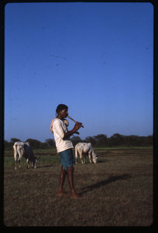 Trompes et flûtes des populations pastorales