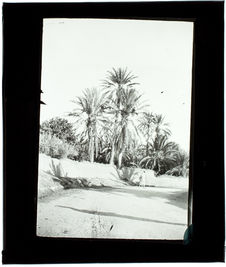 Gafsa. Spécimen de beaux palmiers de l'oasis