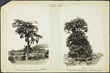 Fûta Jalô. Erythrophleum guinéense [arbre]