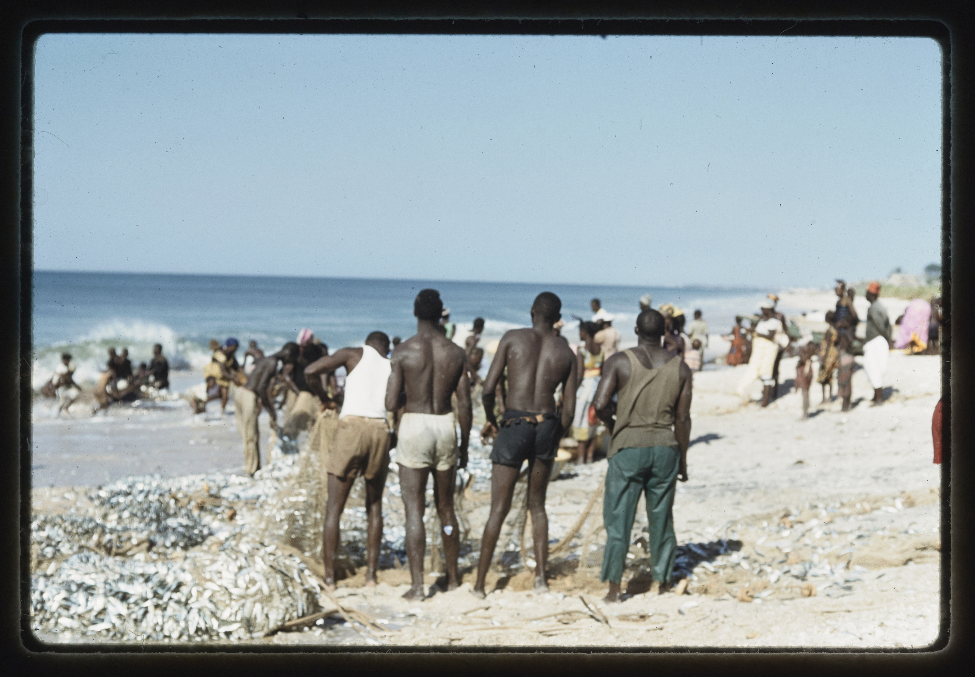 Sénégal Rufisque, pêcheurs ramassant poissons