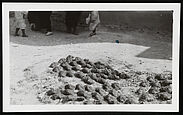 Homs (Syrie), camel dung for fuel