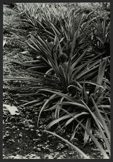 Plantations d'ananas à Raiatéa