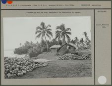 Stockage de noix de coco destinées à la fabrication du coprah
