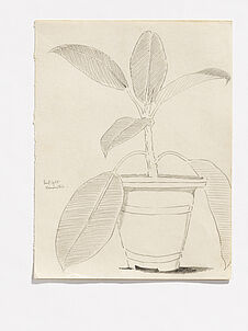 A rubber tree, in the flowerpot [un caoutchouc dans un pot de fleur]