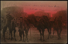 Les chameaux de la place Sultan Mehmed