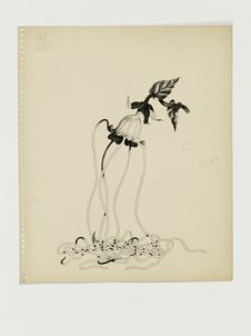 Le strophantus-preussi, une des plantes les plus utilisées par les féticheurs au…