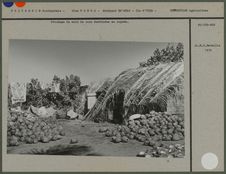 Stockage de noix de coco destinées à la fabrication du coprah