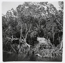 Sépik Murik. Les mangroves sur le lagon
