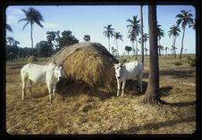 Ashram, vaches à Kaliveli