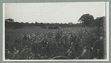 Ile de Cayenne ; Mont Joly ; Propriété Prévot ; Canne à sucre