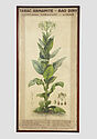 Tabac annamite ou Bao Dinn: Nicotiana tabacum Linné