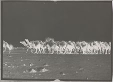 Troupeau de chameaux chez les Nusarat