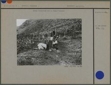 Femmes travaillant dans un champ d'ignames