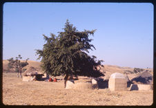 Rajasthan : désert de Tahr, village Barnawa