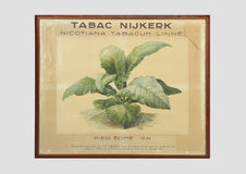 Tabac Nisjkerk: nicotiana tabacum Linné