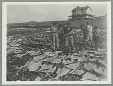 Saint-Pierre et Miquelon ; séchage en plein air de la morue